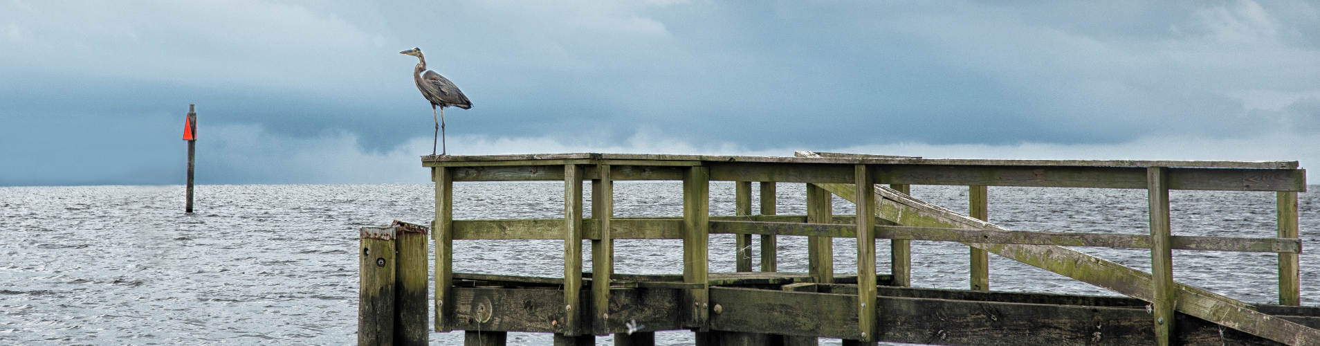 Pelican on the water.